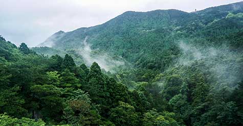 南京浦口區(qū)森林防火項(xiàng)目